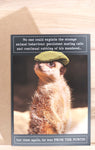 Flat Cap Meerkat Animal Behavior