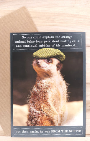 Flat Cap Meerkat Animal Behavior